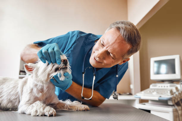Best Broken or Chipped Tooth Repair in St Croix Falls, WI